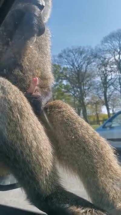 [NSFW] Baboon eats his own sperm in front of horrified onlookers.