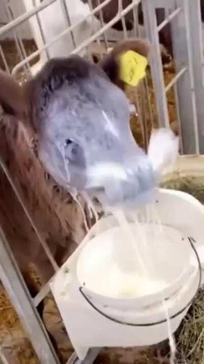 "Baby Cow doing a drink" goes wrong