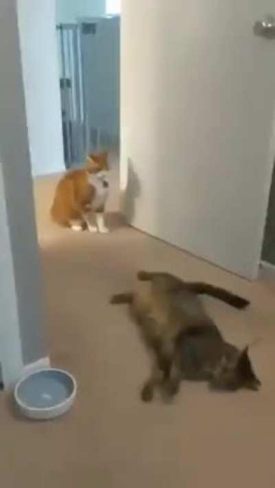 Free to all CFV subs - Floyd Mayweather vs Logan Paul