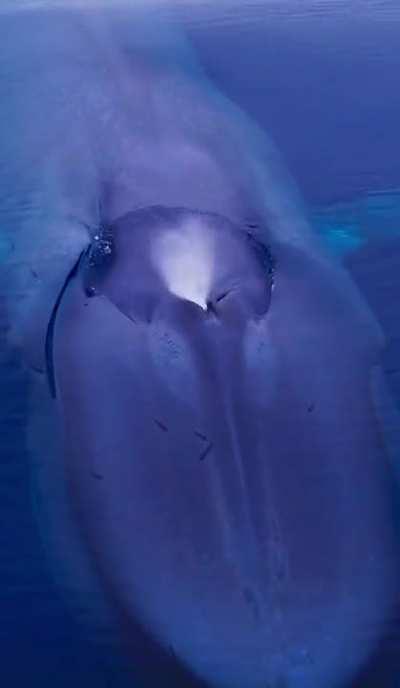 Largest animal on Earth, Blue Whale