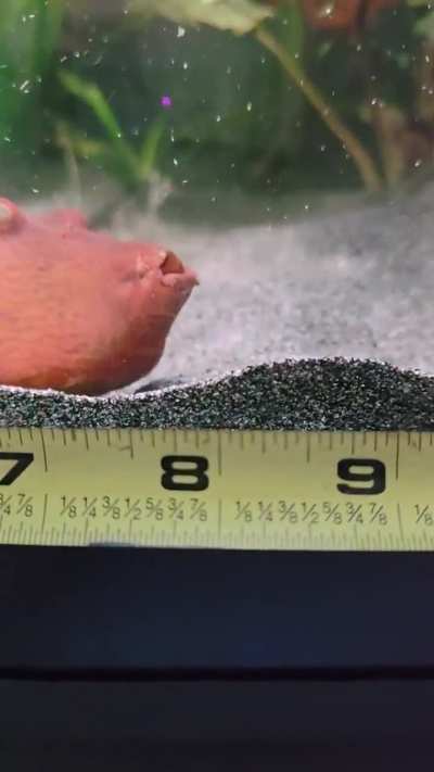 Camera give weird perspective unless its head on. Plus she is side ways. Pretty sure she is pushing 8.5 inches now. At the very least over 8 inches.