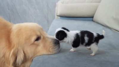 fOotAgE OF UNDErGrOuND Dog FIghtINg RInG! veRY gRApHIC!