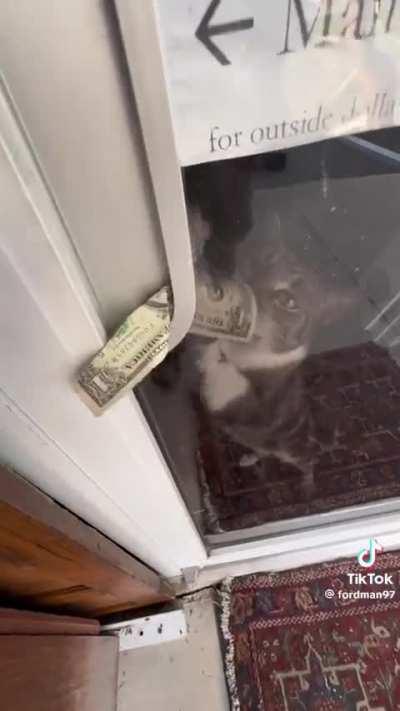 Bookstore Cashier Cat