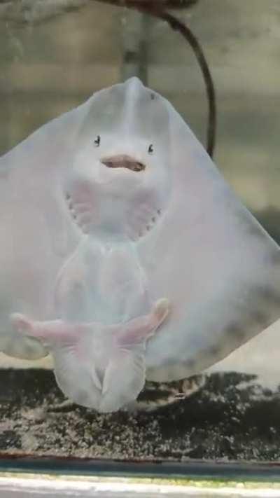 The face of a little ray