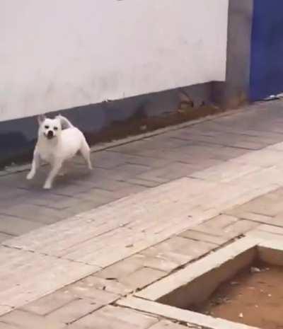 Happy little fella...