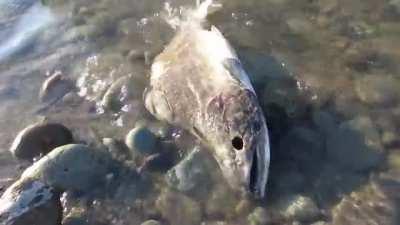 salmons die after they mate and start rotting while they are still alive