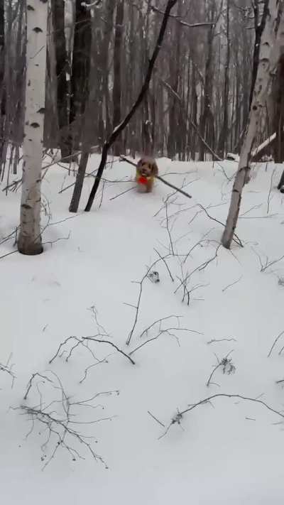 The sticks of 2025 featuring Olive the goldendoodle