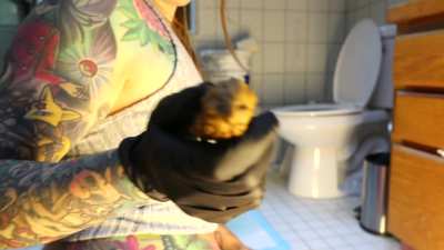 Gassy Girl Race Play Domination Scat addition [f] (oc)