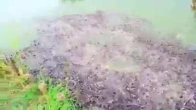 Feed the fish raised in ponds