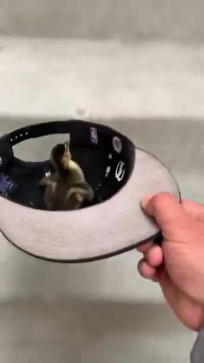 Nice guy helps duckling reunite with its mom, duckling gets too excited