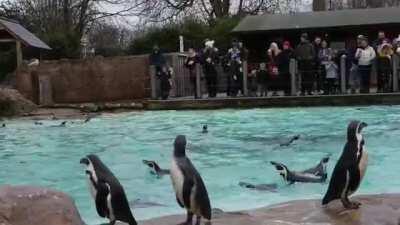 Penguins at London Zoo