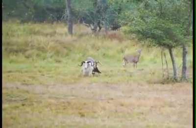Deer shows ram who is in charge