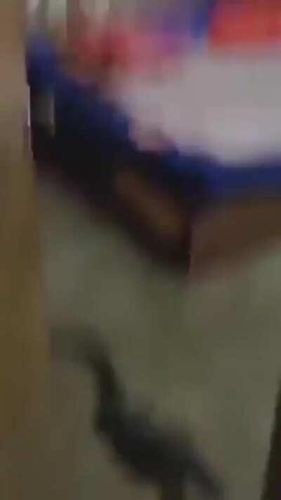 There's something under the bed.