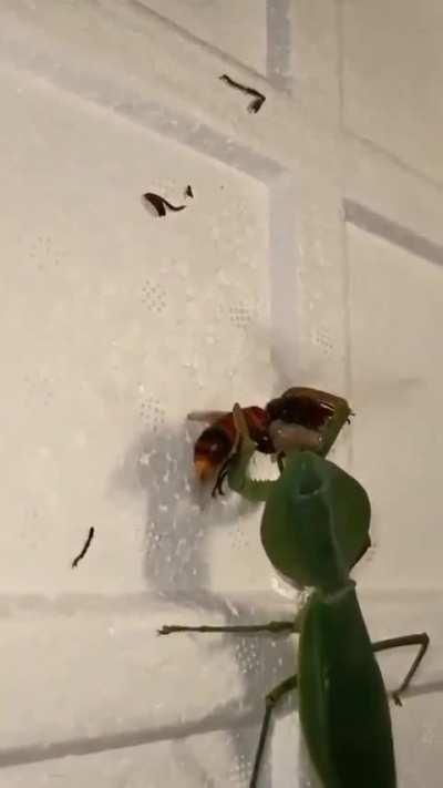 Praying Mantis vs Hornet