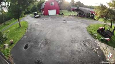 Cat saves chicken from fox