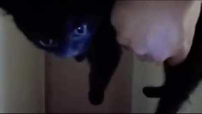 Introducing the new kitty to the family