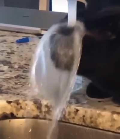 Derpy Cat is Thirsty