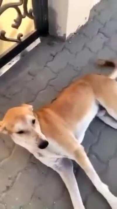 let me stand next to this dog that i don’t know