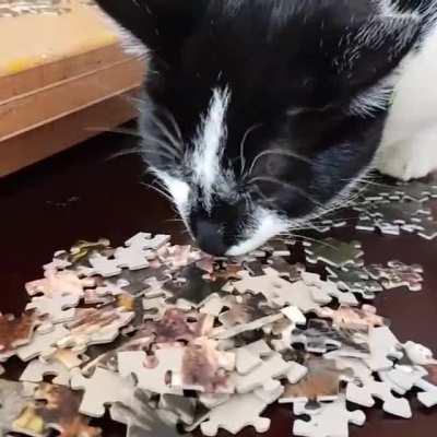 Puzzles with cats