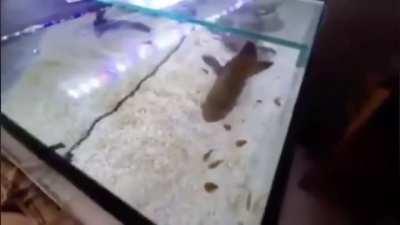 MUSSOLINI NO POR QUÉ ATACAS A DROSS