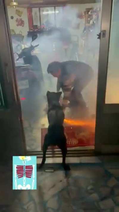 Usually dogs hate fireworks, not this little guy.