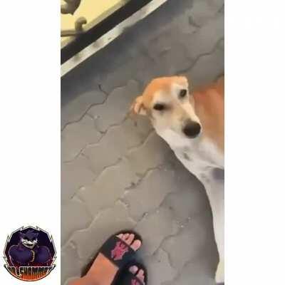 WCGW provoking a random dog