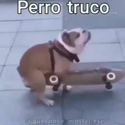 Perro truco simplemente epico