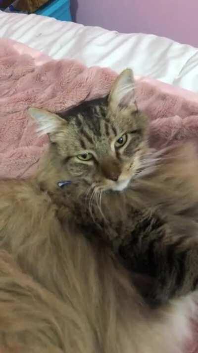 He gets really excited whenever I let him in my room