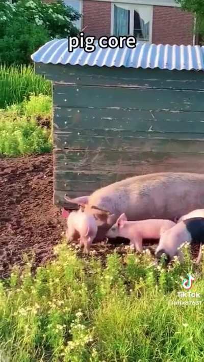 BRO THOSE STINKY SILLY WUNKUS