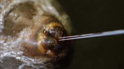 Thought you would appreciate harvesting spider silk