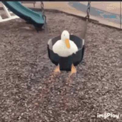 swing duck +6900 happiness -1 swing