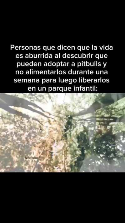 BeelcitosMemes - Video #9003