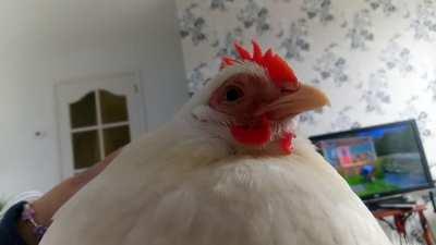 (SOUND) She saw something outside and this her warning call :)