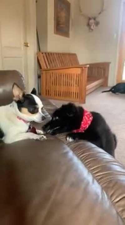 Youthful exuberance VS Experience