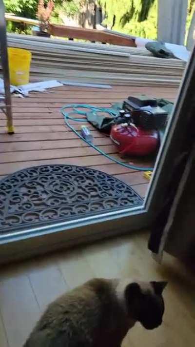 Miss Froggy wants to smoke her pack a day outside regardless if she gets cooked medium rare