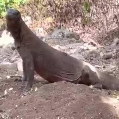 Komodo dragon eats a goat whole and goes looking for more
