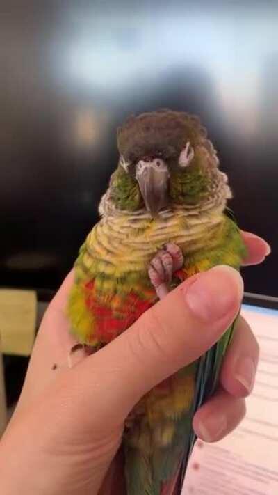 Back with another ptfo bird cone. Kiwi partied too hard with his blackberry (ft juice stains and Mochi blowing a kiss in the background)