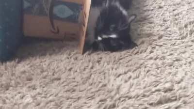 A true captain goes down with his ship