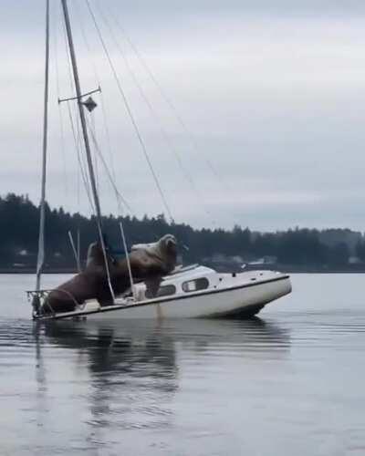 Sea lions on sailboat