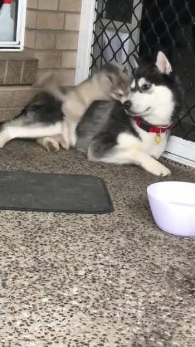 He’s a little bit clumsy