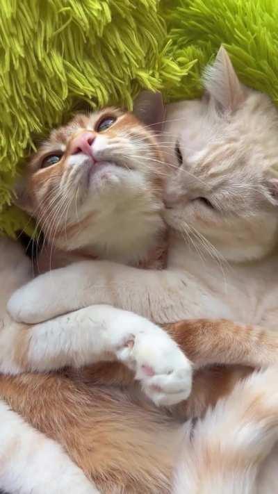 Her: Would you still love me if I were a human?🥺 Him: yes💕👩‍❤️‍💋‍👨🐱