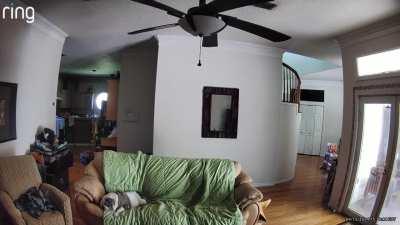 i feel guilty that my girl gets sad when she’s alone in the house…  and then i check the ring camera 