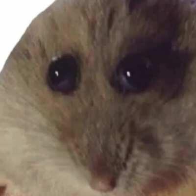 Simplemente un hampter