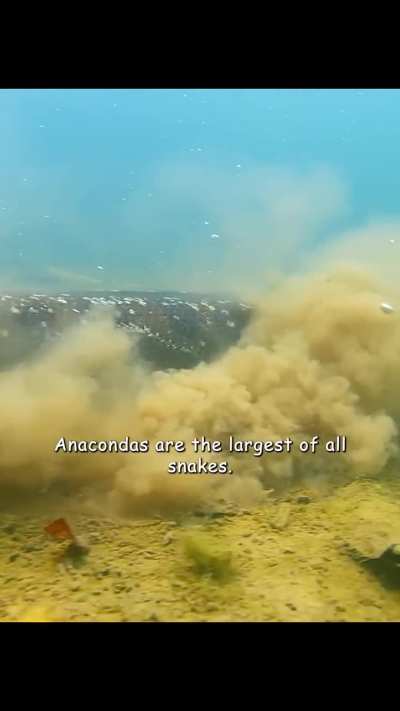 🔥 Did you know there are fish that jump out of water to eat fruit?! They are called Piraputanga.