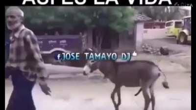 Old Town road with a donkey