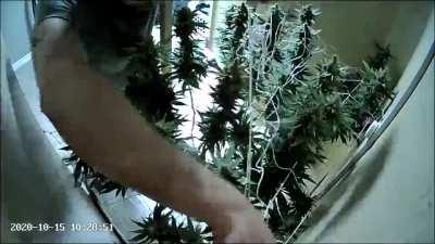 Timelapse: 4 Months of Growth - 1 Day to Take it All Down!