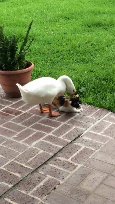 All of my pets are entertaining weirdos 🤣