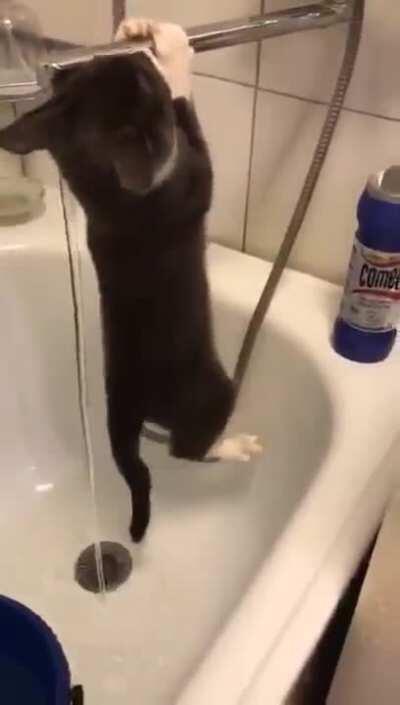 Mission Impossible: Cat