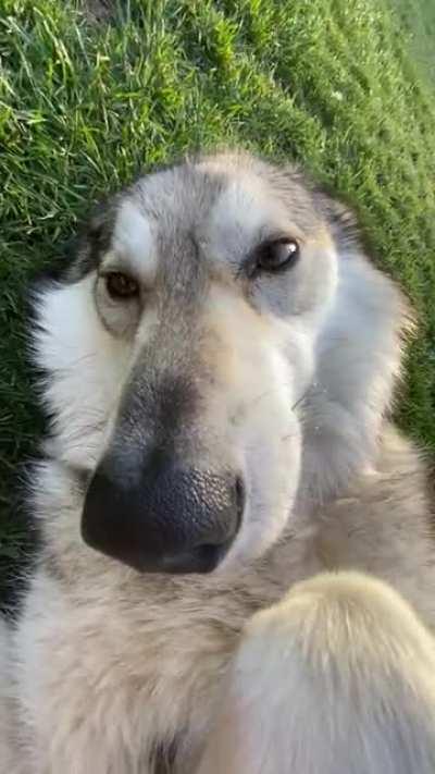 ~WoLfDoGs r AgGrEsSiVe aNd ShOuLdN’T bE pEtS~