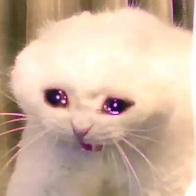 *depressing meow*